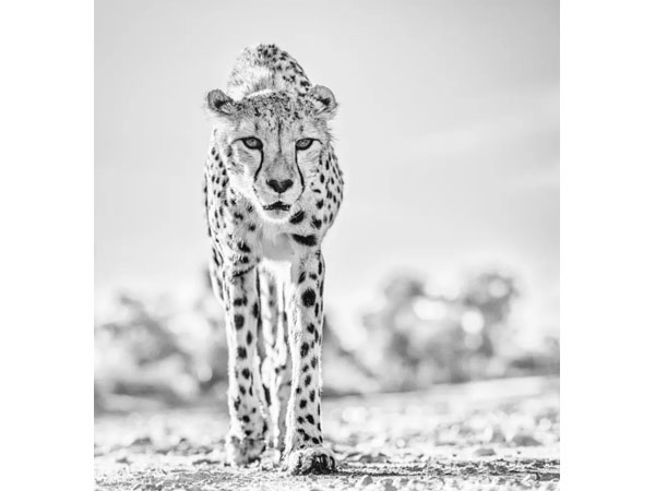 Photography Highlights from LA Art Show’s 30th Anniversary Edition