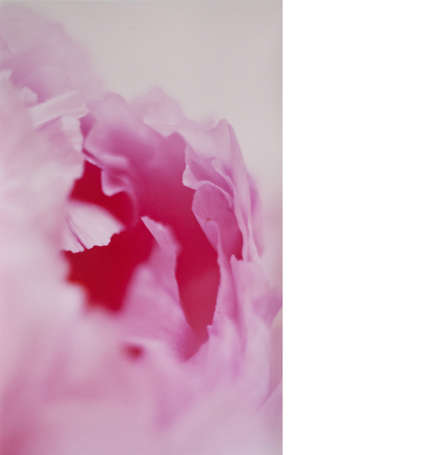 Chung Ping Cheng The Peony17 Chromogenic print 48x30 1